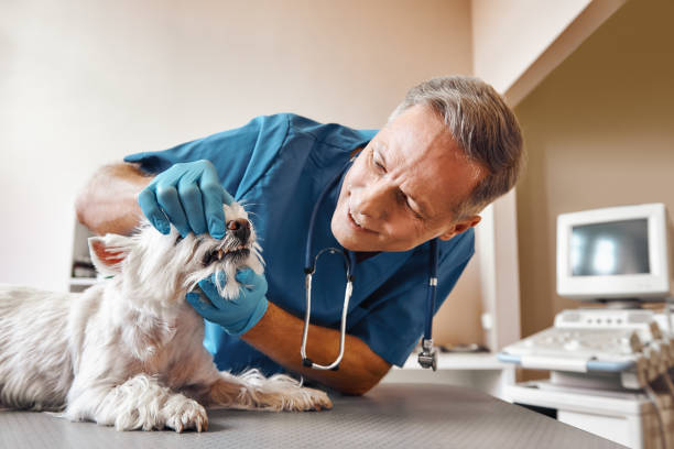 Best Mobile Emergency Dentist in Susquehanna Trails, PA